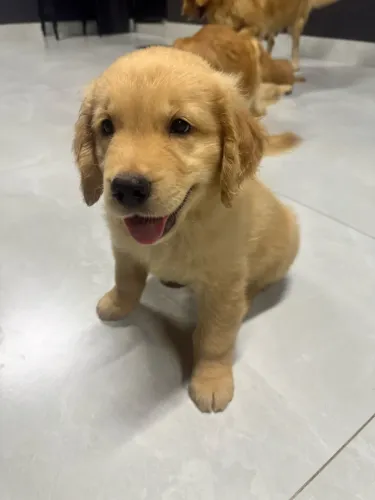 Golden Retriver