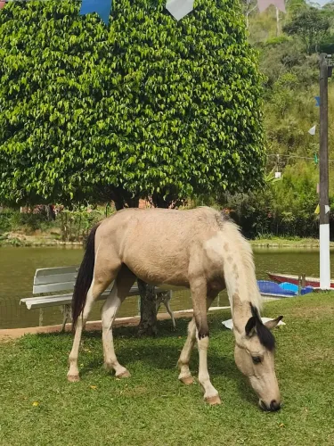 Vendo cavalo Pampa marcha picada 