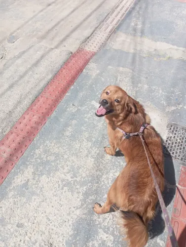 Doação de jade