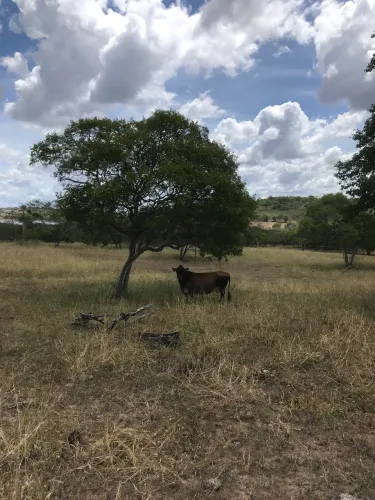 Minivaca