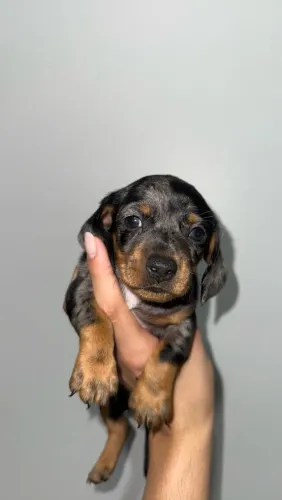 Salsicha/dachshund/teckel Macho