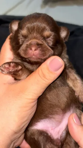 Chihuahua Chocolate