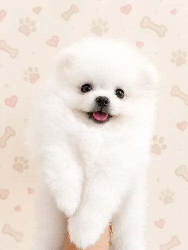 Spitz anão branco neve ursinho baby face