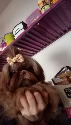 Shih Tzu Fêmea Minizinha 