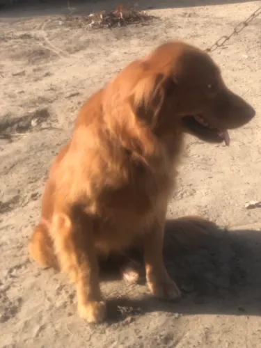 Golden retriever ( castanhal)