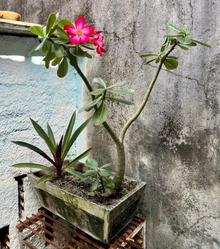 Rosa do deserto com Abacaxi Roxo no vaso 50cmx25cm