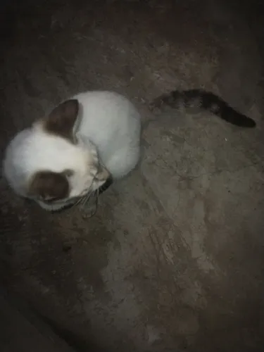 Doa-se gatinha branca