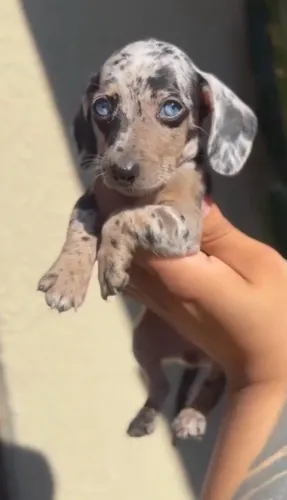 Dachshund miniatura fêmea ( Cofap)