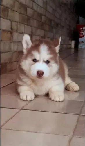 Husky siberiano Filhote disponível para famílias que procuram um grande companheiro
