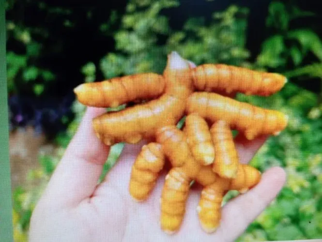 Vendo açafrão da terra em São Jose dos Pinhais