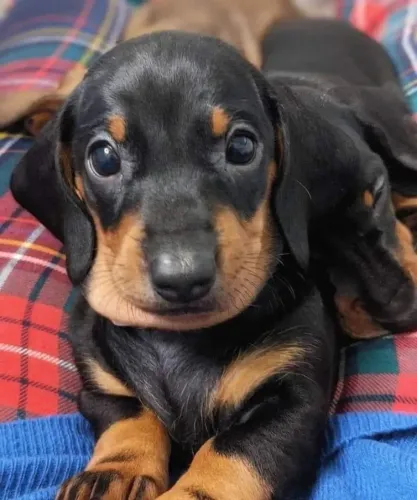 Promoção macho Basset 