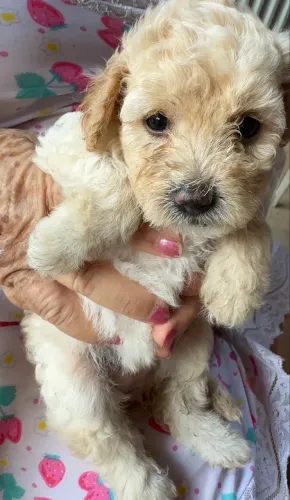 FILHOTES DE POODLE 3 FÊMEAS