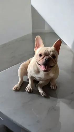 Bulldog francês