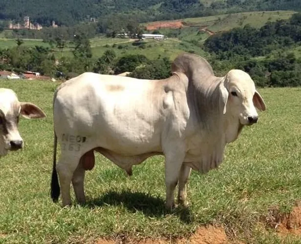 Bezerros, bezerras e Tourinhos Brahman