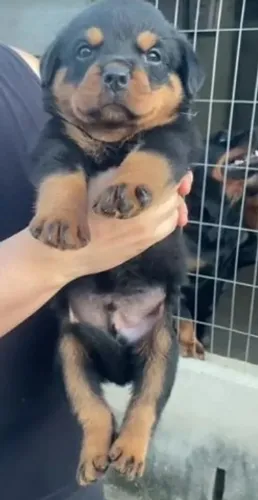 Os legítimos rottweiler cabeça de touro disponível para vc aqui 