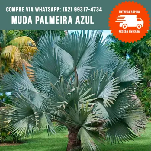 Mudas de Palmeira Azul