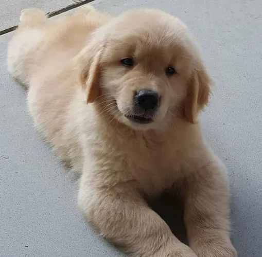 Filhote de Golden Retriever pelagem dourada
