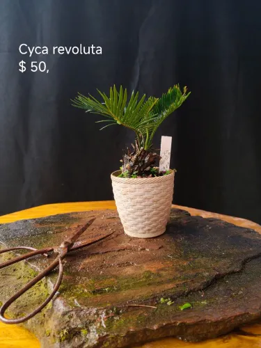 Bonsai cyca