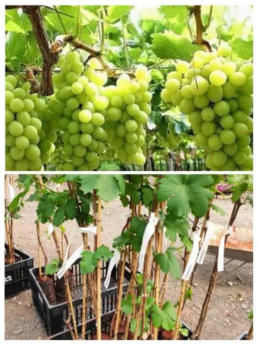 Mudas de Uva - Variedade de Qualidade