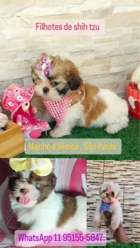 Filhotes de Shih Tzu Macho e Fêmea - São Paulo