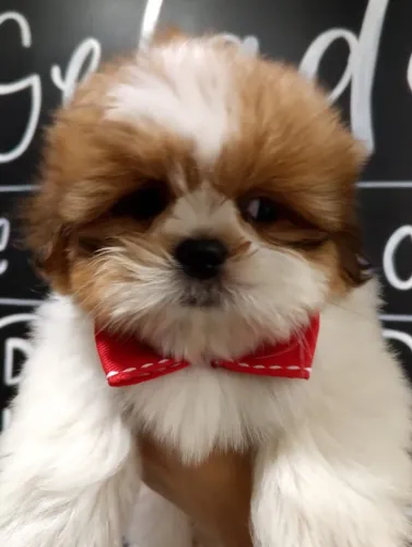 Machos de Shihtzu Americanos com Gravata, Lindos! - Entrega Imediata