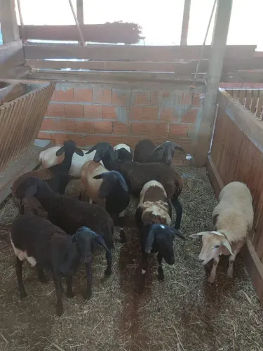 Borregos / Carneiros capados Santa Inês puro