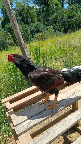 Vendo frango inglês