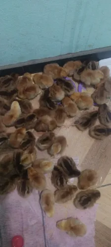 Pintainhas Embrapa 051 e Pintainhas Caipiras legitimas direto do criatório