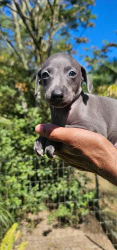 Galgo Italiano Macho - SOMOS DO RJ