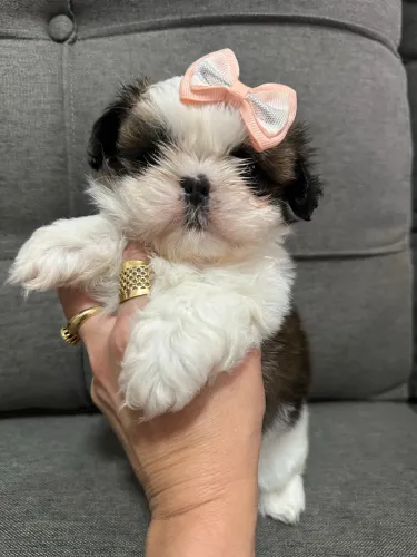 shihtzu fêmea tricolor - focinho achatado uma boneca para o seu lar