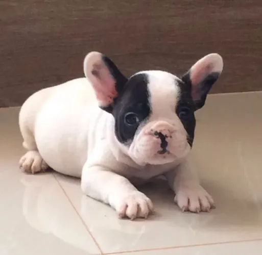 Bulldog Francês machinho com 57 dias na cor branco e preto vacinado e com pedigree