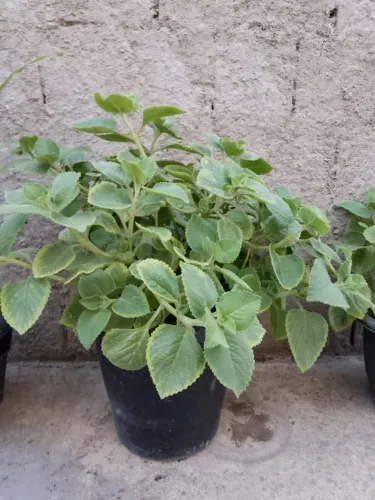 Planta hortelã