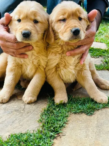 Golden Retriver vacinados
