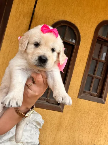 Golden retriever filhotes disponíveis/ Puros