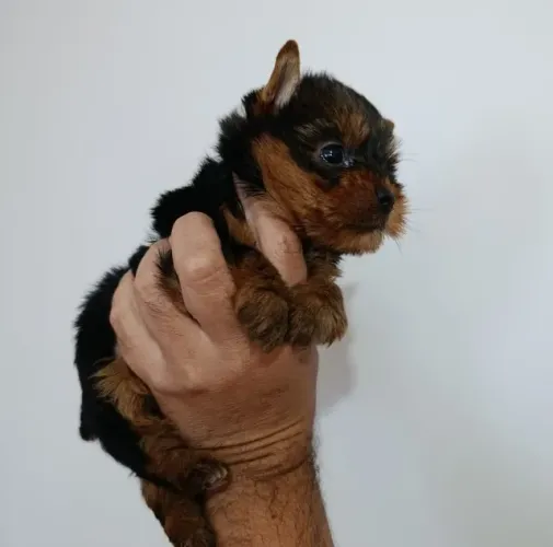 Machinho Yorkshire: Pronto para Roubar Seu Coração