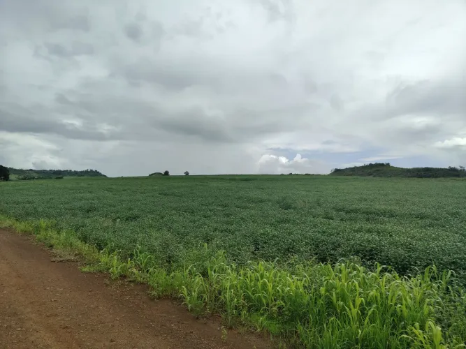 Sítio  de 39 alqueiro em Asai-Pr