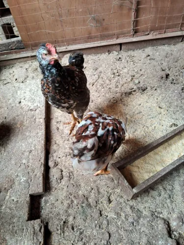 Vendo pintinhos Balão Sertanejo 