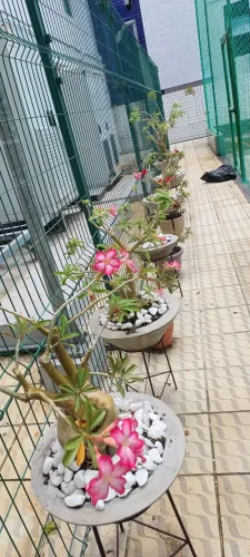 Planta flor do deserto