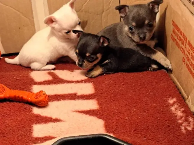 Chihuahua Macho Micro Gold / cream : O Tesouro Perfeito Para Sua Casa!