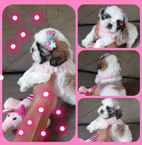 Shih Tzu fêmea disponível