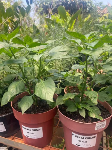 Muda de Pimenta Cumari 