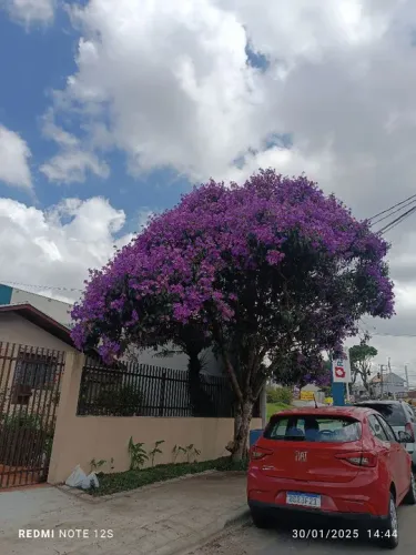 Mudas de Quaresmeira com 3.50 metro 
