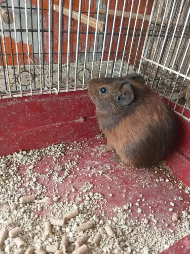 Porquinho da Índia
