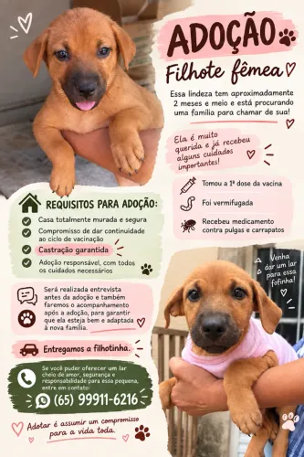 Cachorrinha para adoção responsável 
