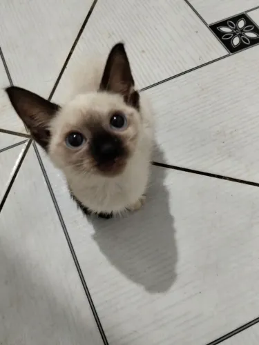 Doa-se gatos