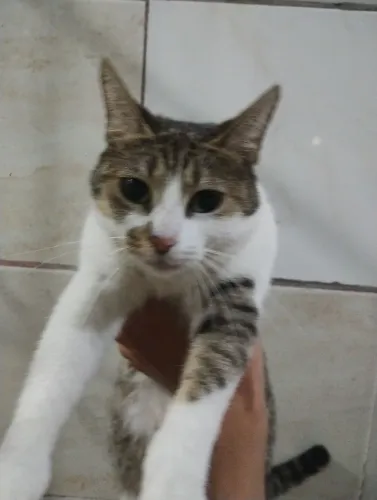 Gatinha fêmea para adoção 
