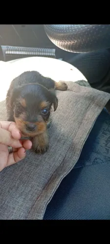 Filhotes de yorkshire com Poodle