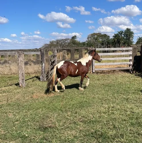 Vendo lindo cavalo