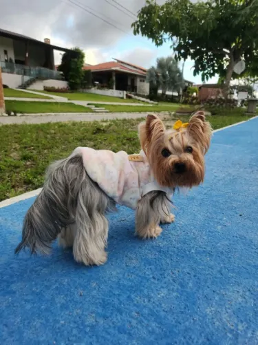 Roupinha para pet tam p ou pp 