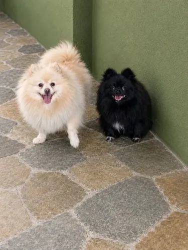 Spitz Alemão Anão macho black ótima oportunidade!